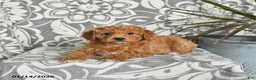 Mini Goldendoodle dogs for sale: Roscoe - Ad 5