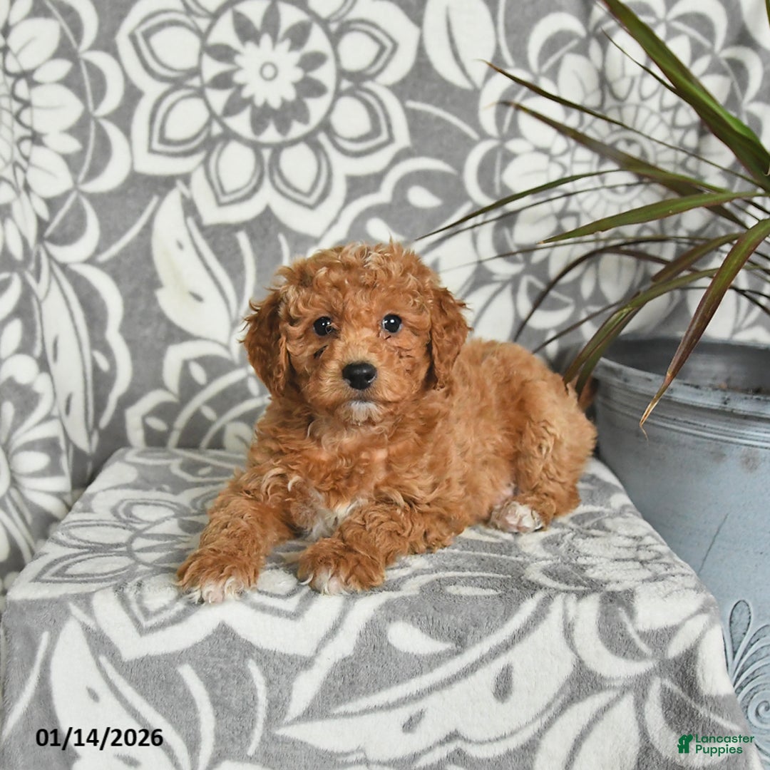 Mini Goldendoodle dogs for sale: Roscoe - Ad 5