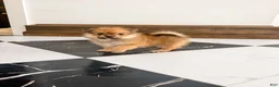 Pomeranian dogs for sale: Ford - Ad 6