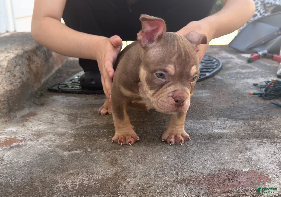 American Bully dogs for sale: American Bully Chocolate Tri Color  - Ad 1
