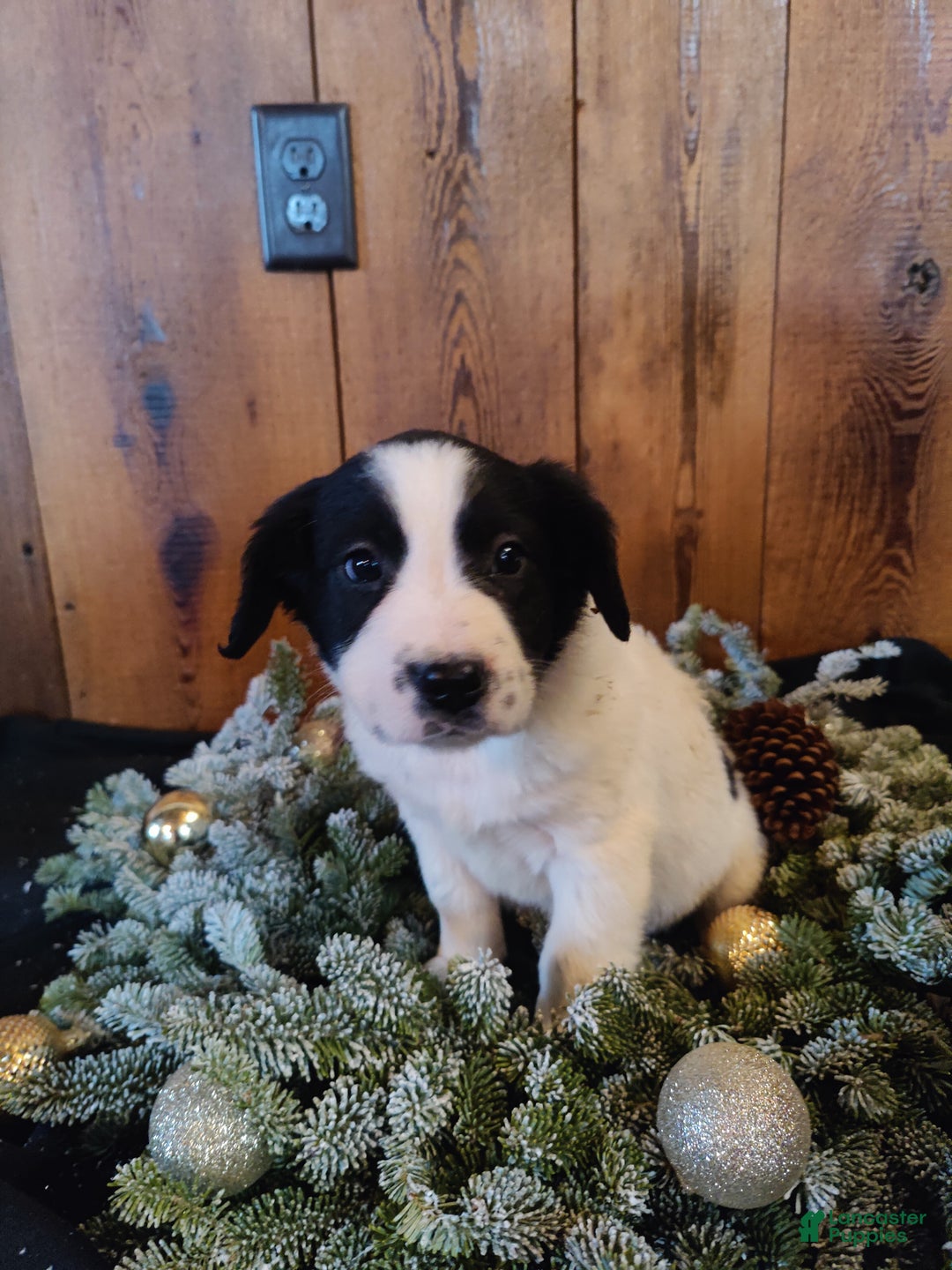 Mixed Breed dogs for sale: Betsy - Ad 2