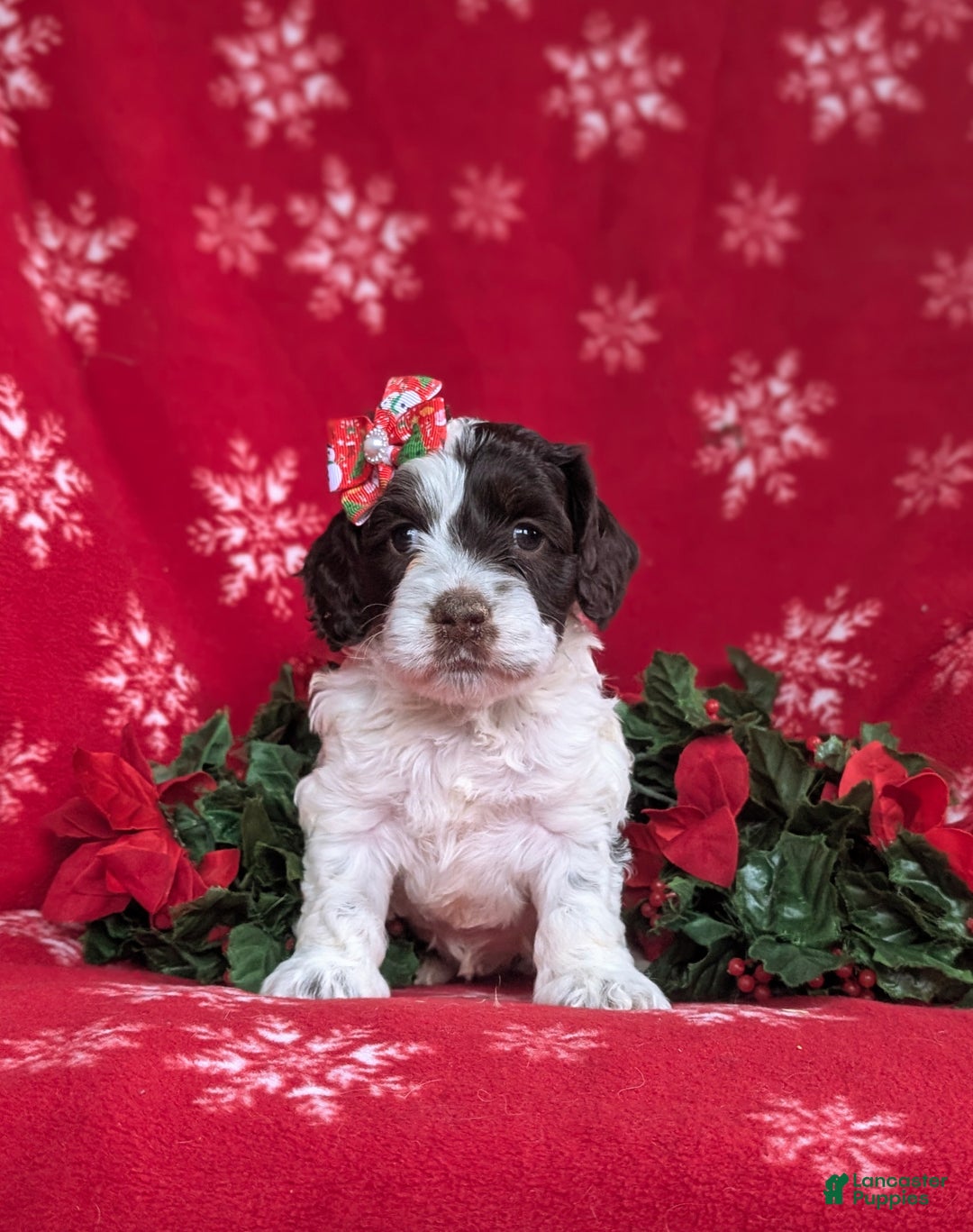 Cockapoo dogs for sale: Belinda Chocolate and White - Ad 2