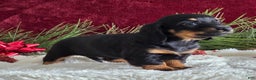 Miniature Dachshund dogs for sale: Kelly - Ad 5
