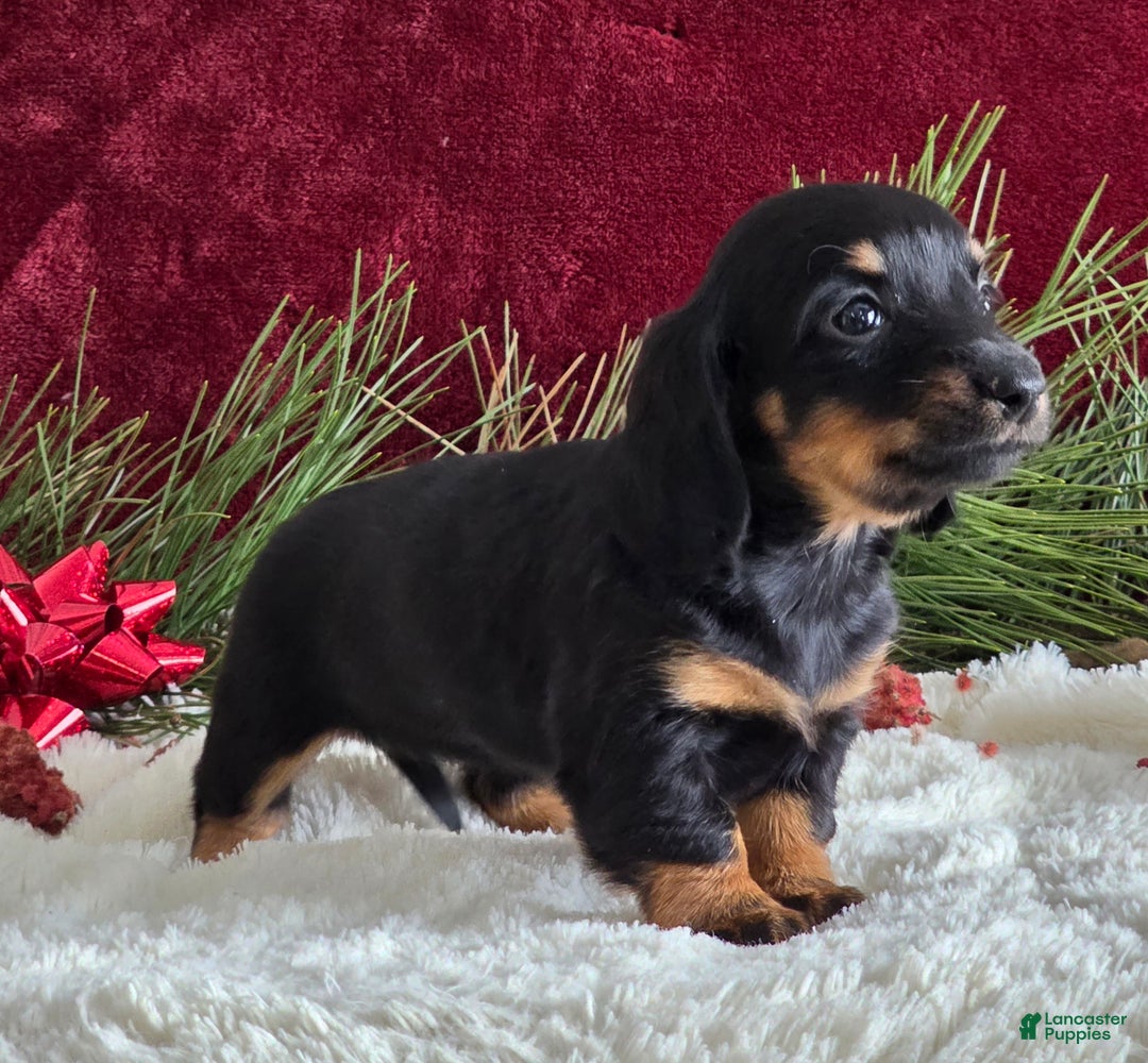 Miniature Dachshund dogs for sale: Kelly - Ad 5