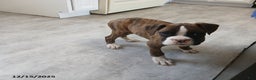 Boxer dogs for sale: Kenzy - Ad 4