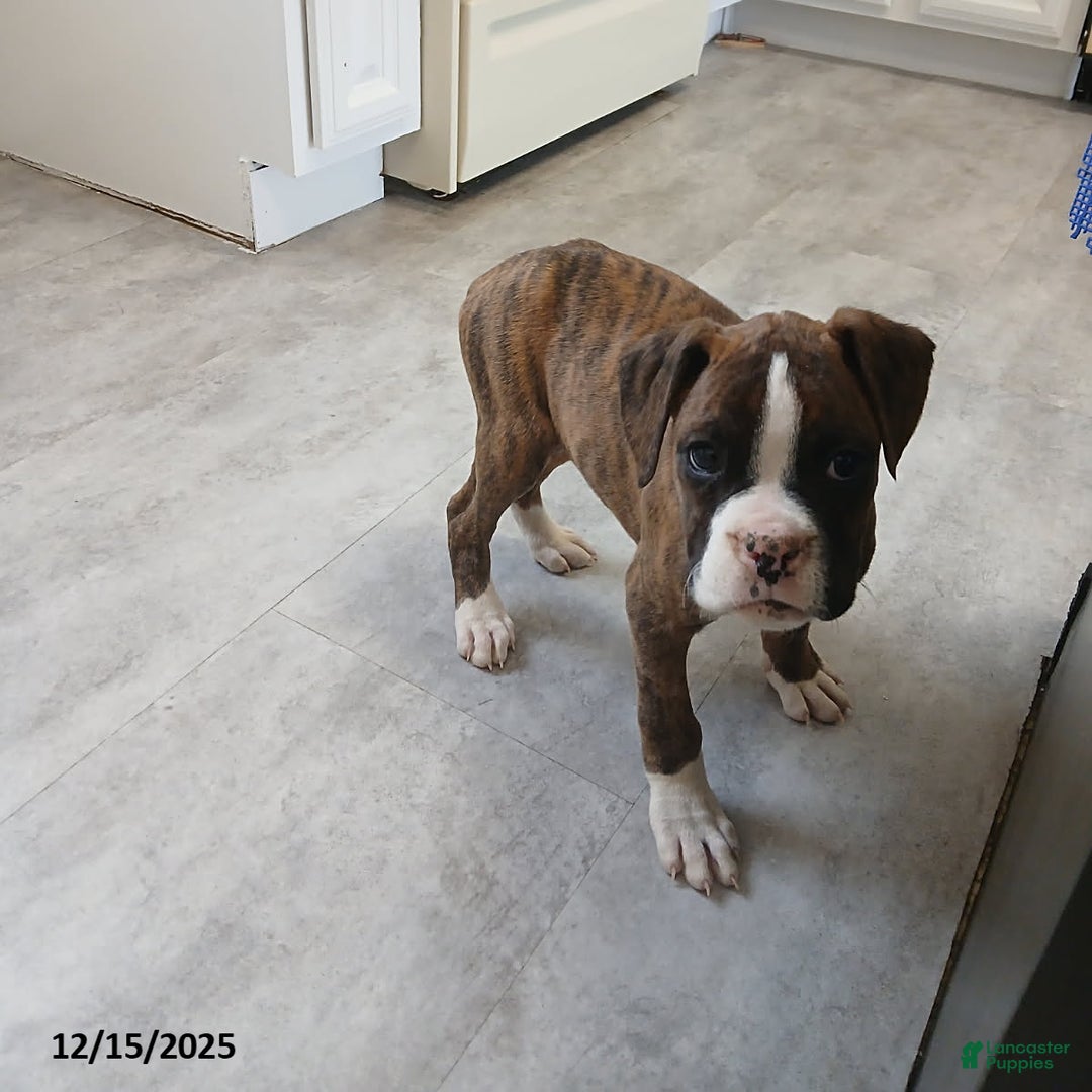Boxer dogs for sale: Kenzy - Ad 4