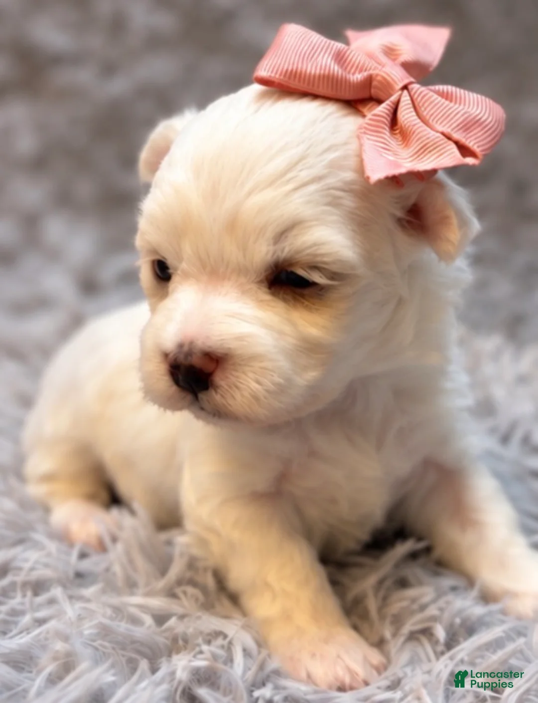 Maltese dogs for sale: Daisy  - Ad 3