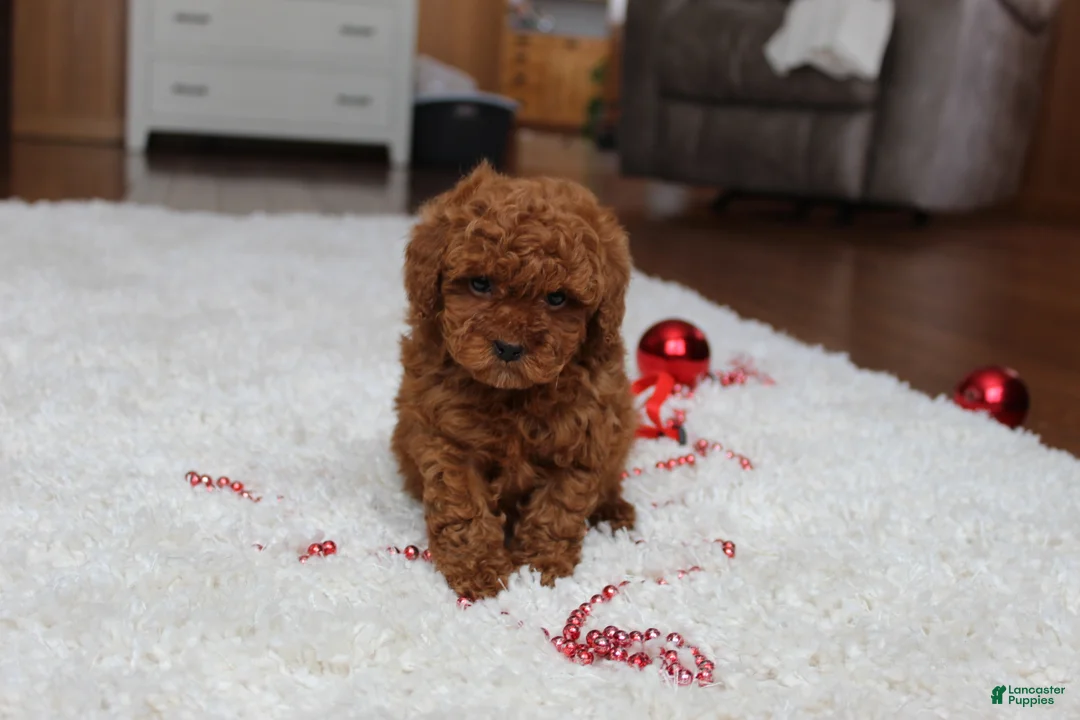 Toy Poodle dogs for sale: Tiny Asher - Ad 2