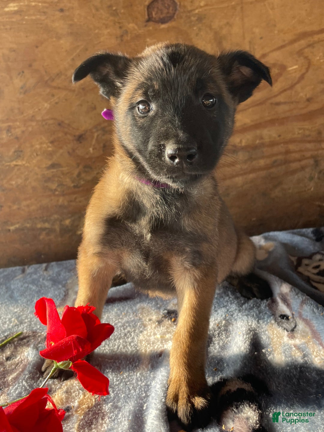 Belgian Malinois dogs for sale: Kira - Ad 2