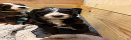 Mini Bernedoodle dogs for sale: Pepperjack - Ad 2