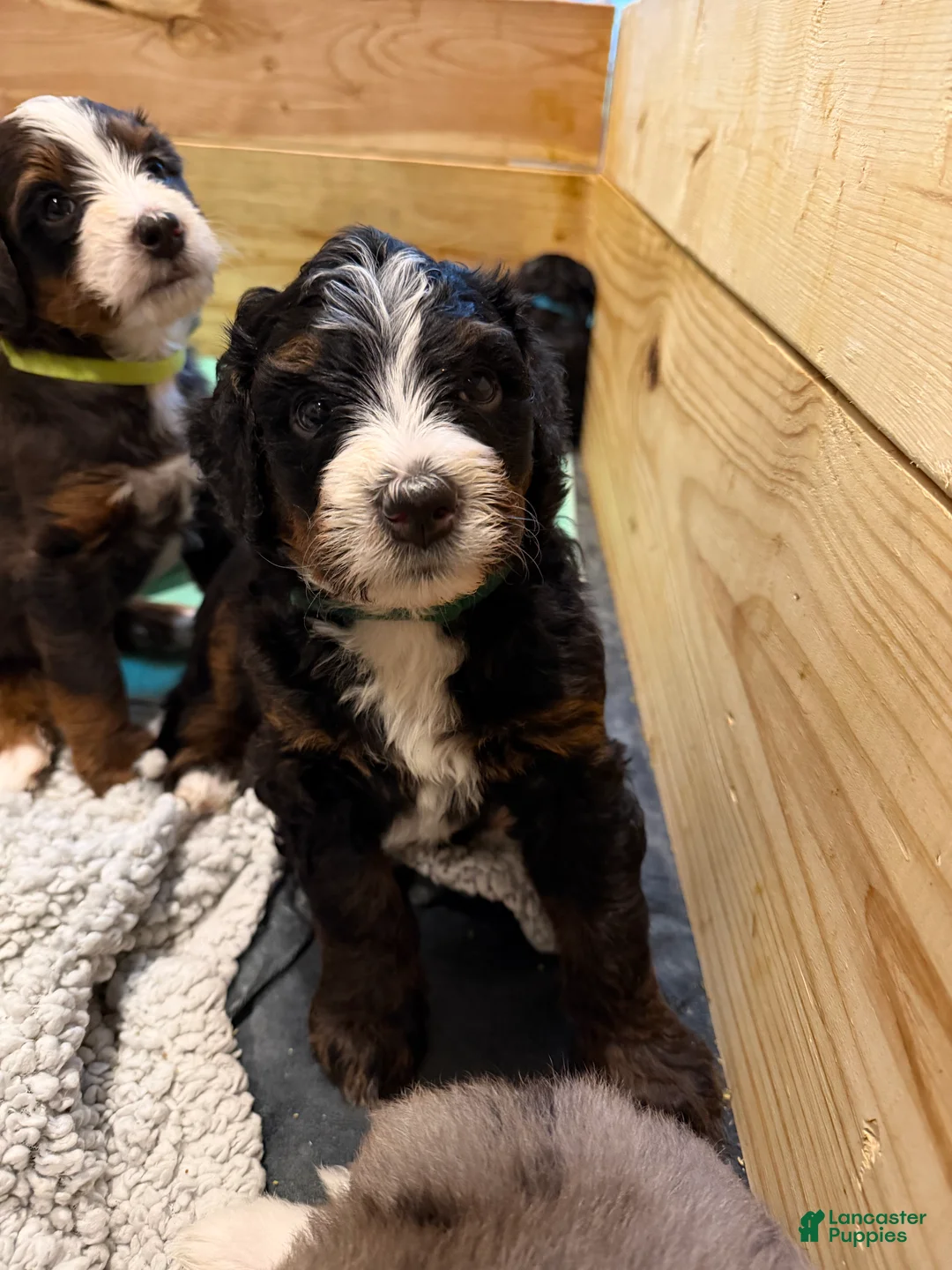 Mini Bernedoodle dogs for sale: Pepperjack - Ad 2