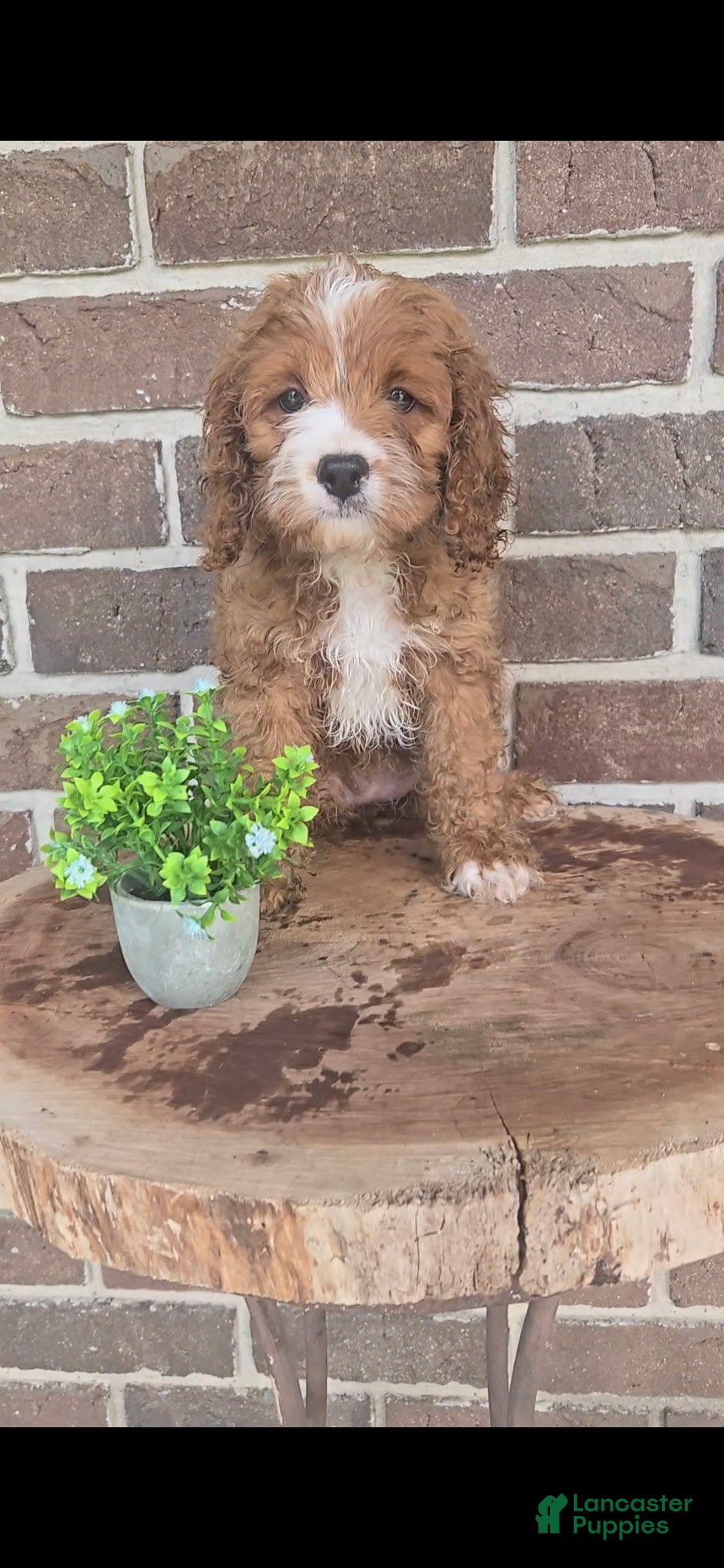 Cavapoo dogs Trixie - Ad 2