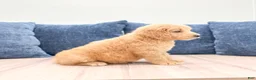 Mini Goldendoodle dogs for sale: Lawson - Ad 3