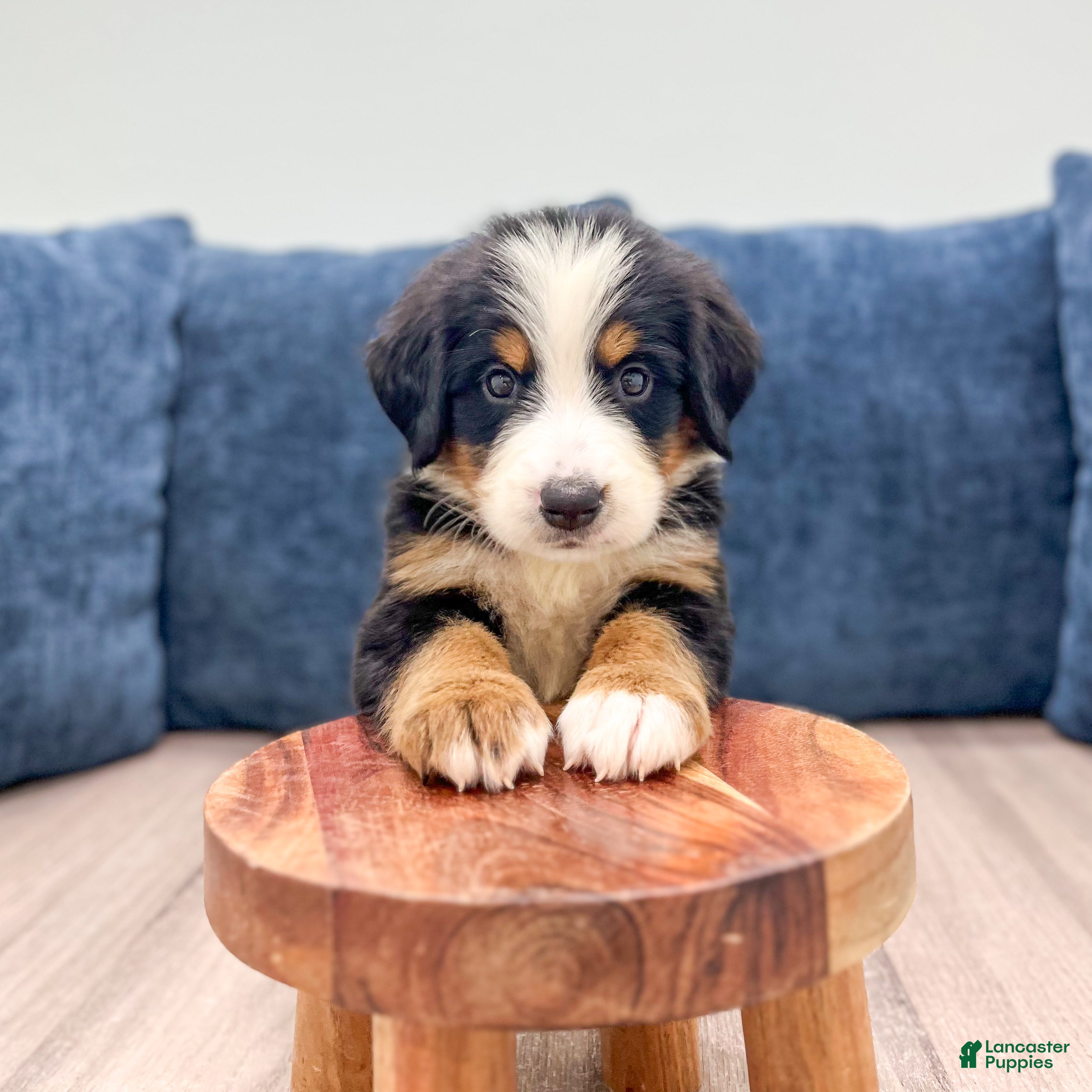 Bernese Mountain Dog dogs Jetson - Ad 1