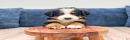 Bernese Mountain Dog dogs for sale: Jetson - Ad 1
