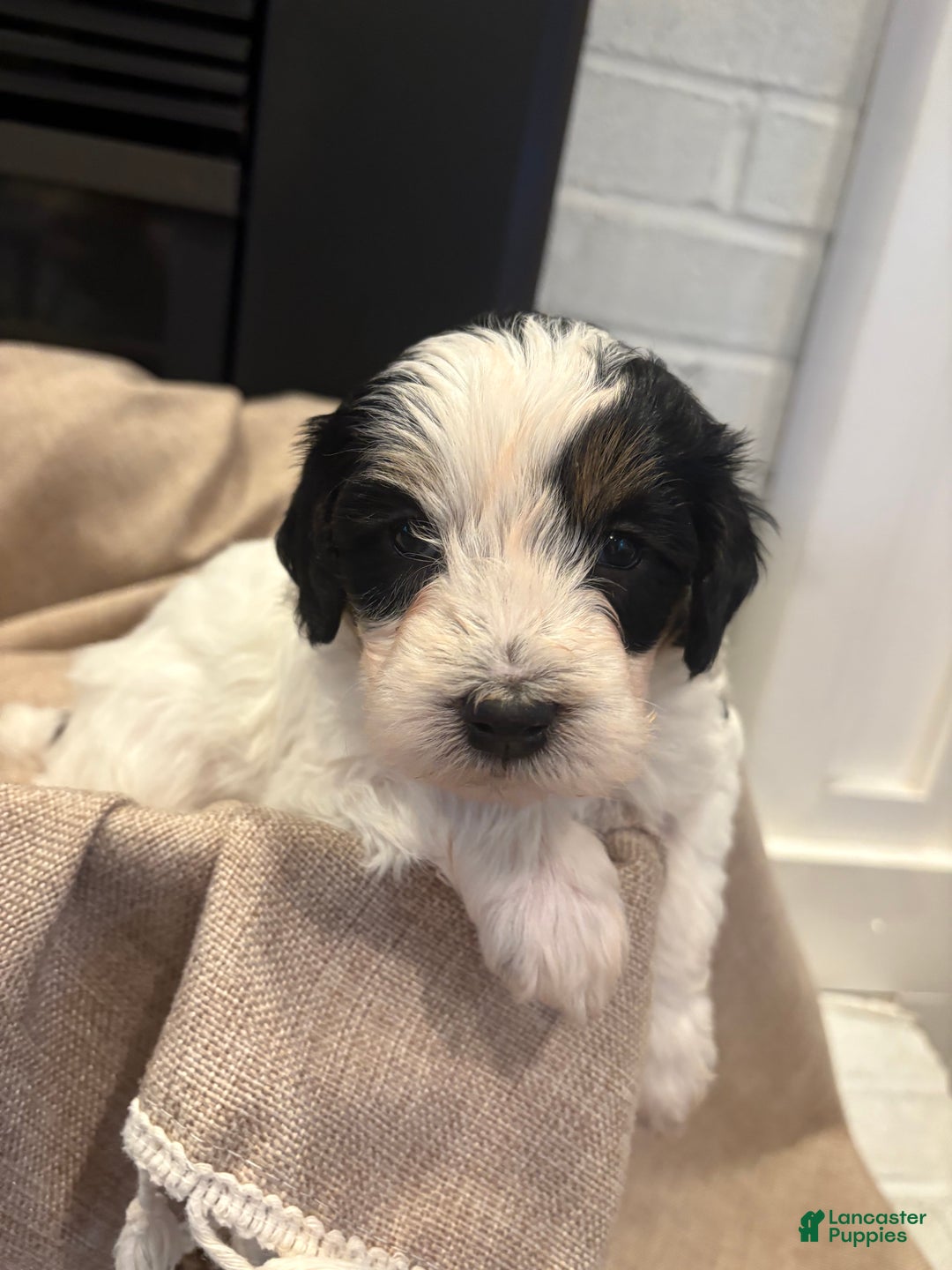 Mini Bernedoodle dogs for sale: Charlie - Ad 4