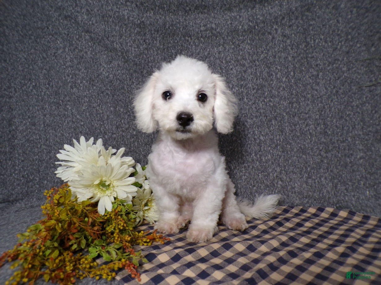 Bichon Frise dogs for sale: Blake - Ad 2