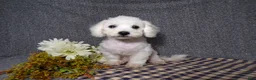 Bichon Frise dogs for sale: Blake - Ad 2