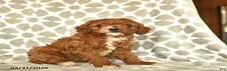 Cavapoo dogs for sale: Ivy  - Ad 3