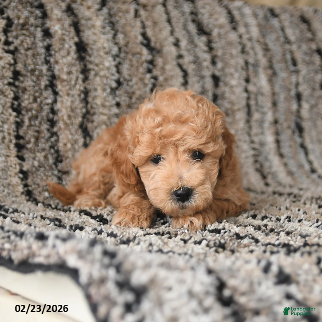 Bichpoo dogs for sale: Fancy - Ad 4