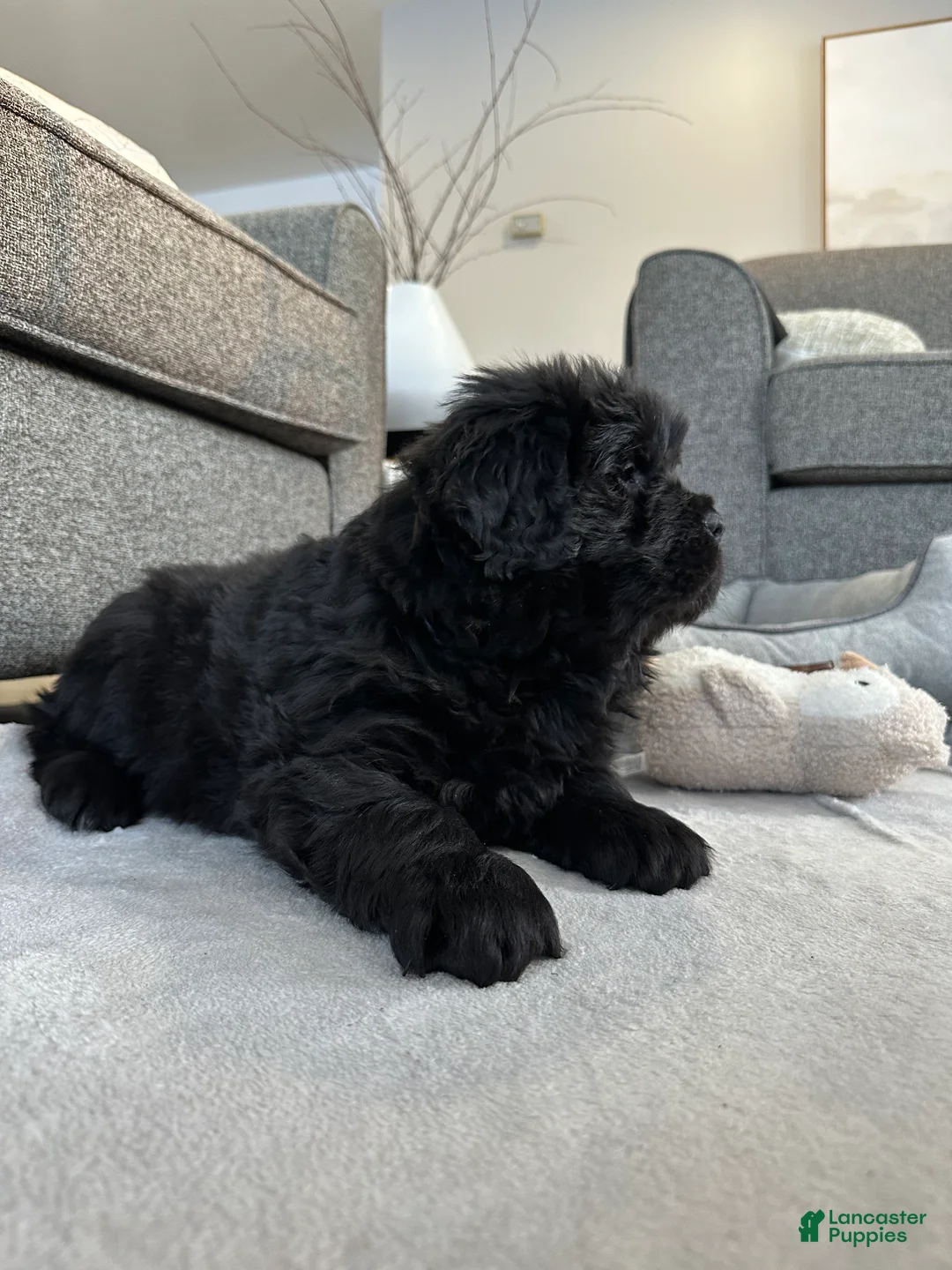 Newfoundland dogs for sale: “ Margo”  - Ad 6