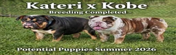 English Bulldog dogs for sale: Dallas - Ad 4