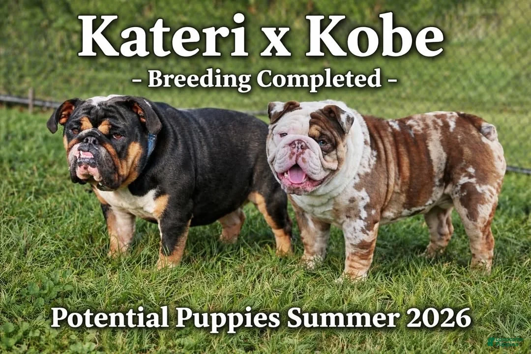 English Bulldog dogs for sale: Dallas - Ad 4