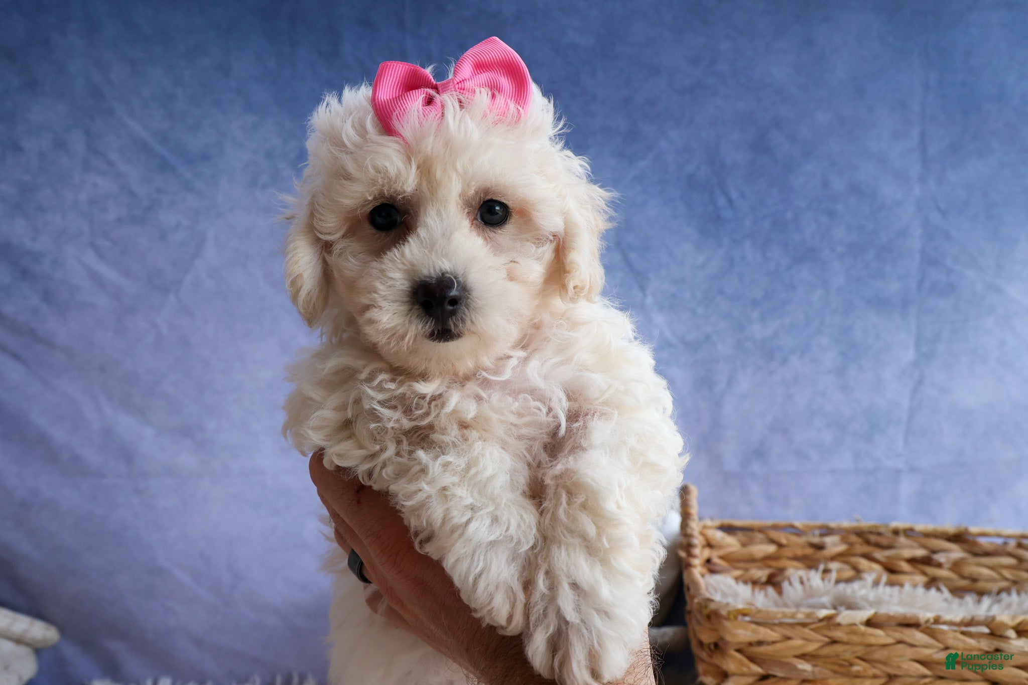 Bichpoo dogs NANCY - Ad 1