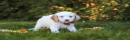 Cavapoo dogs for sale: Irving  - Ad 2