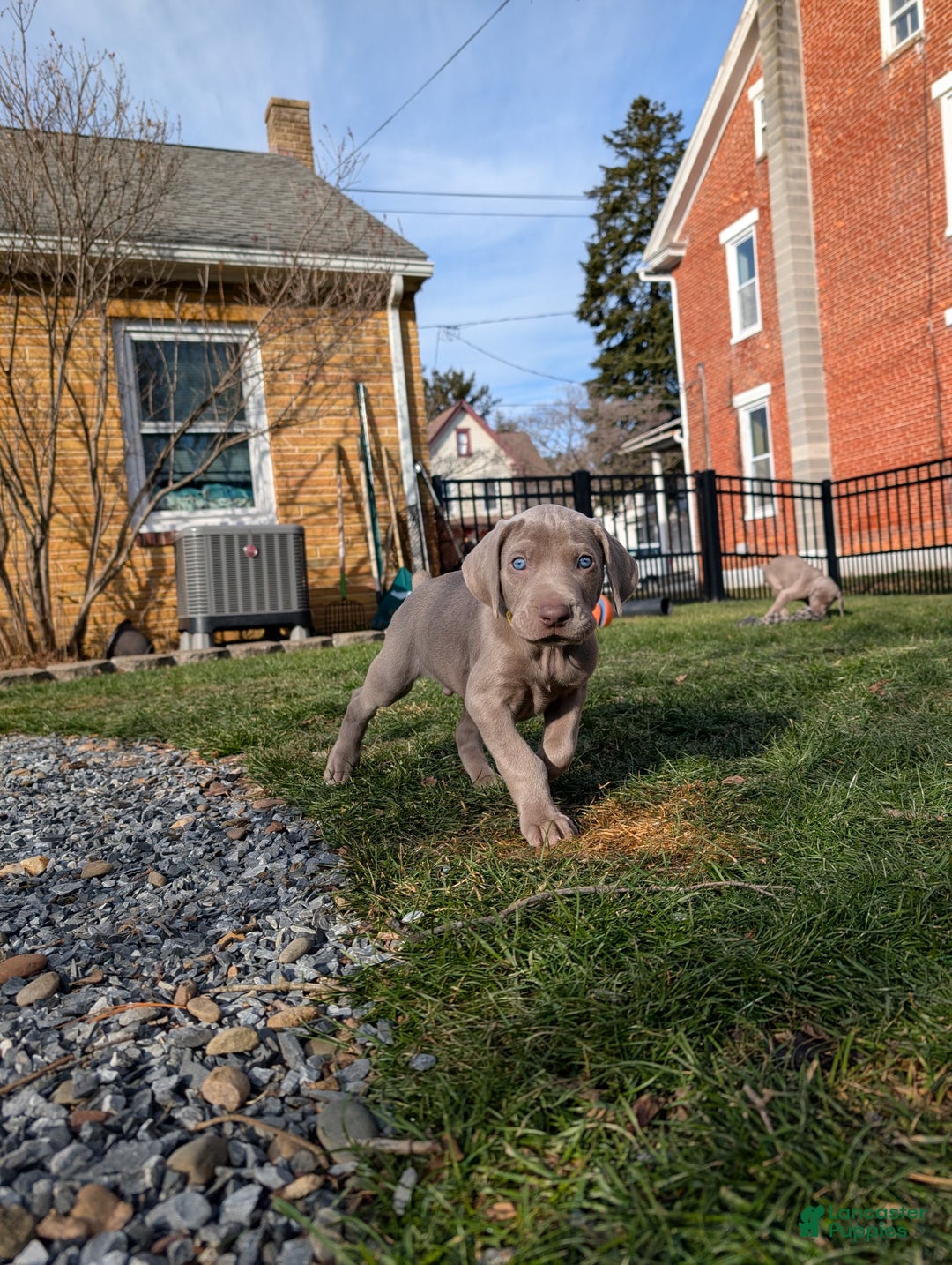 Weimaraner dogs for sale: Hornet - Ad 4