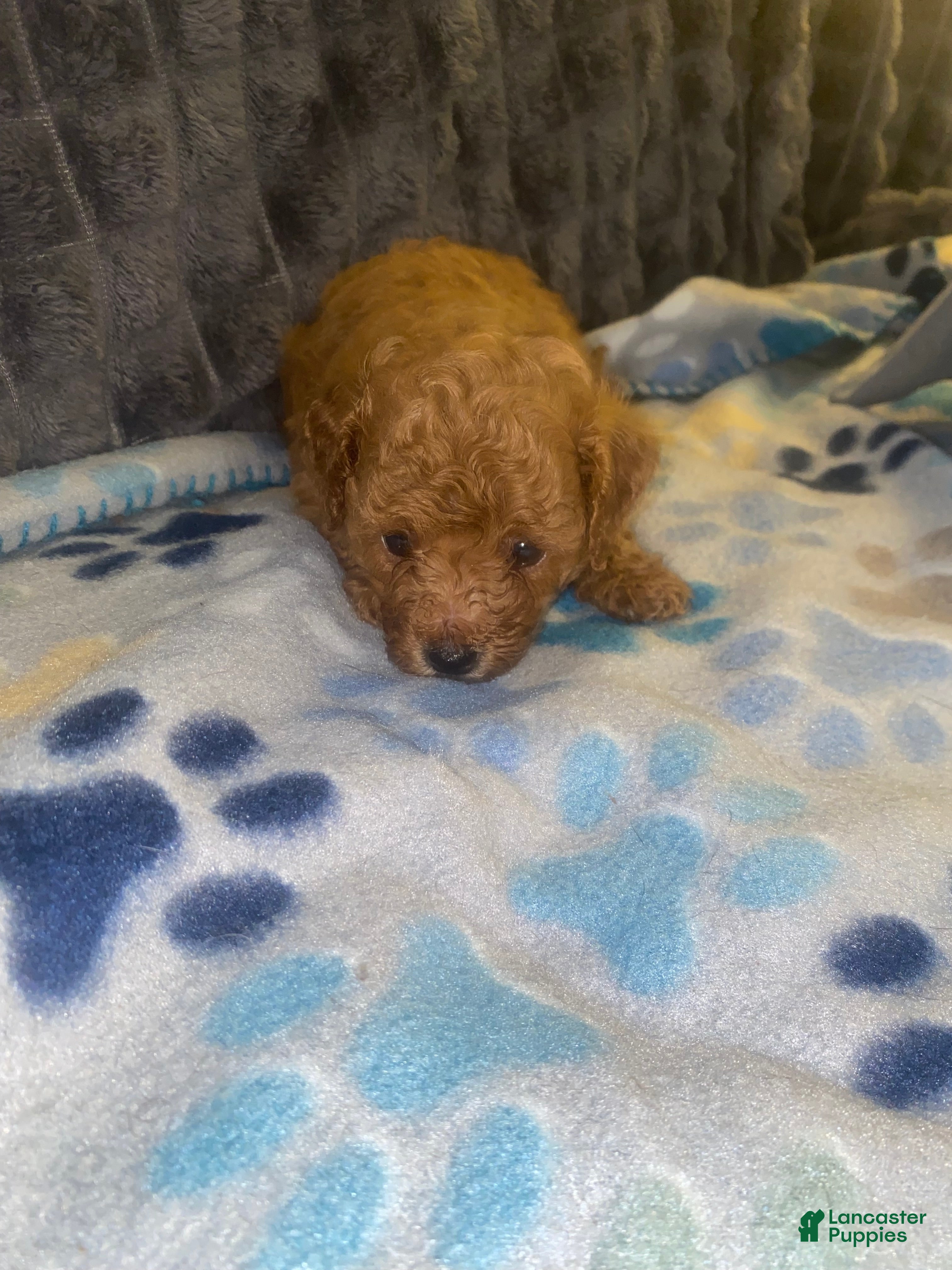 Toy Poodle dogs Toy Poodle 1 - Ad 20
