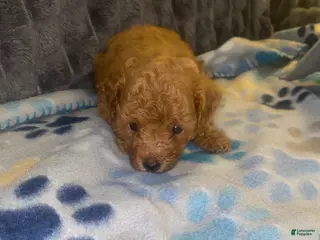 Toy Poodle dogs Toy Poodle 1 - Ad 20