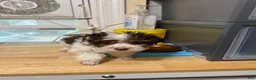 Yorkshire Terrier dogs for sale: Jon - Ad 3