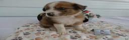 Mixed Breed dogs for sale: Mixed Breed 3 Reese - Ad 2