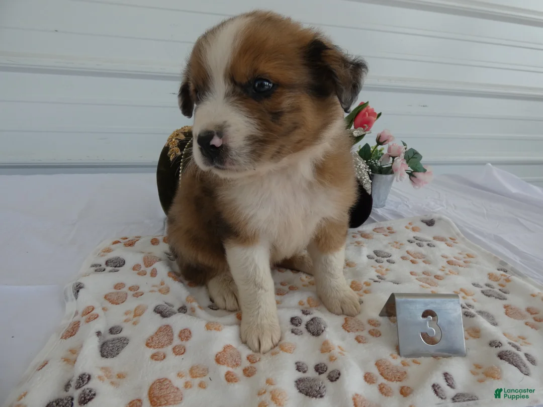 Mixed Breed dogs for sale: Mixed Breed 3 Reese - Ad 2