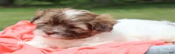 Shihpoo dogs for sale: Skye - Ad 5