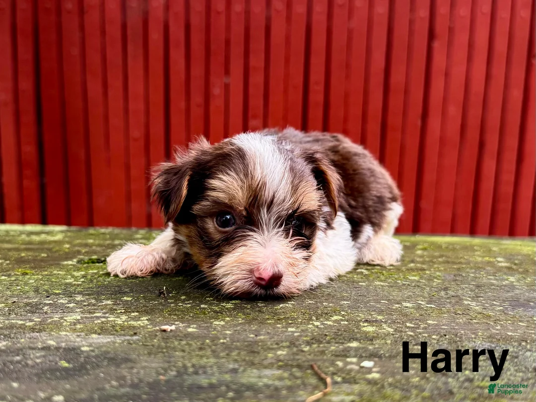 Yorkshire Terrier dogs for sale: Harry  - Ad 3