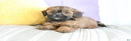 Shihpoo dogs for sale: Sally - Ad 1