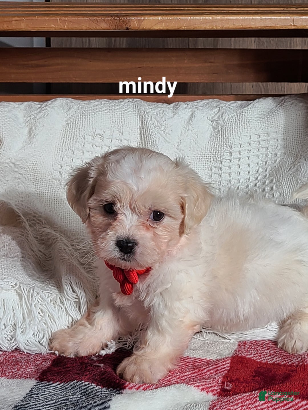 Teddy Bear dogs for sale: Mindy  - Ad 8