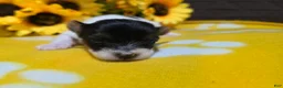 Biewer Terrier dogs for sale: Sunny - Ad 3