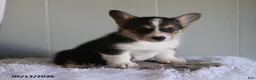 Welsh Corgi Pembroke dogs for sale: Cory - Ad 3