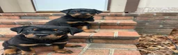 Rottweiler dogs for sale: Lady - Ad 5