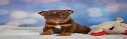 English Bulldog dogs for sale: Chloe - Ad 9