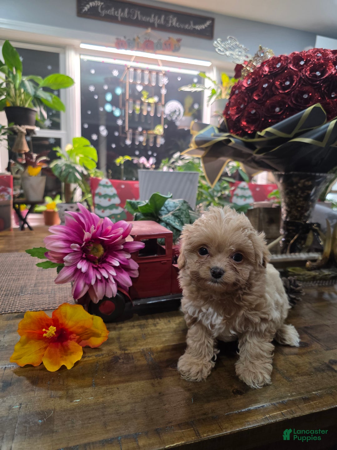 Toy Poodle dogs for sale: Princess  - Ad 2