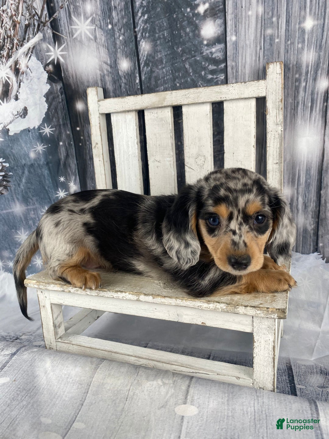Miniature Dachshund dogs for sale: Max - Ad 3