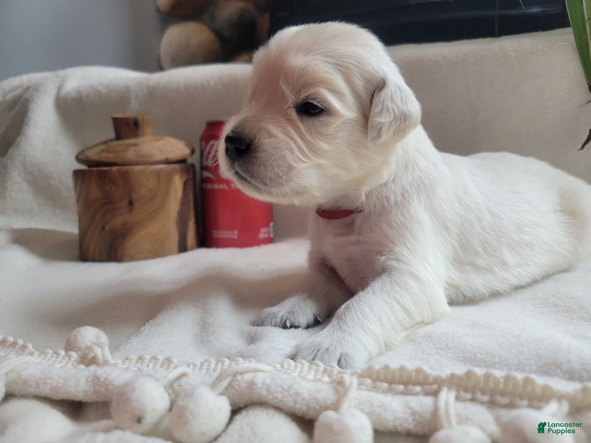 Golden Retriever dogs  Champion Sired, Coca-Cola - Ad 8