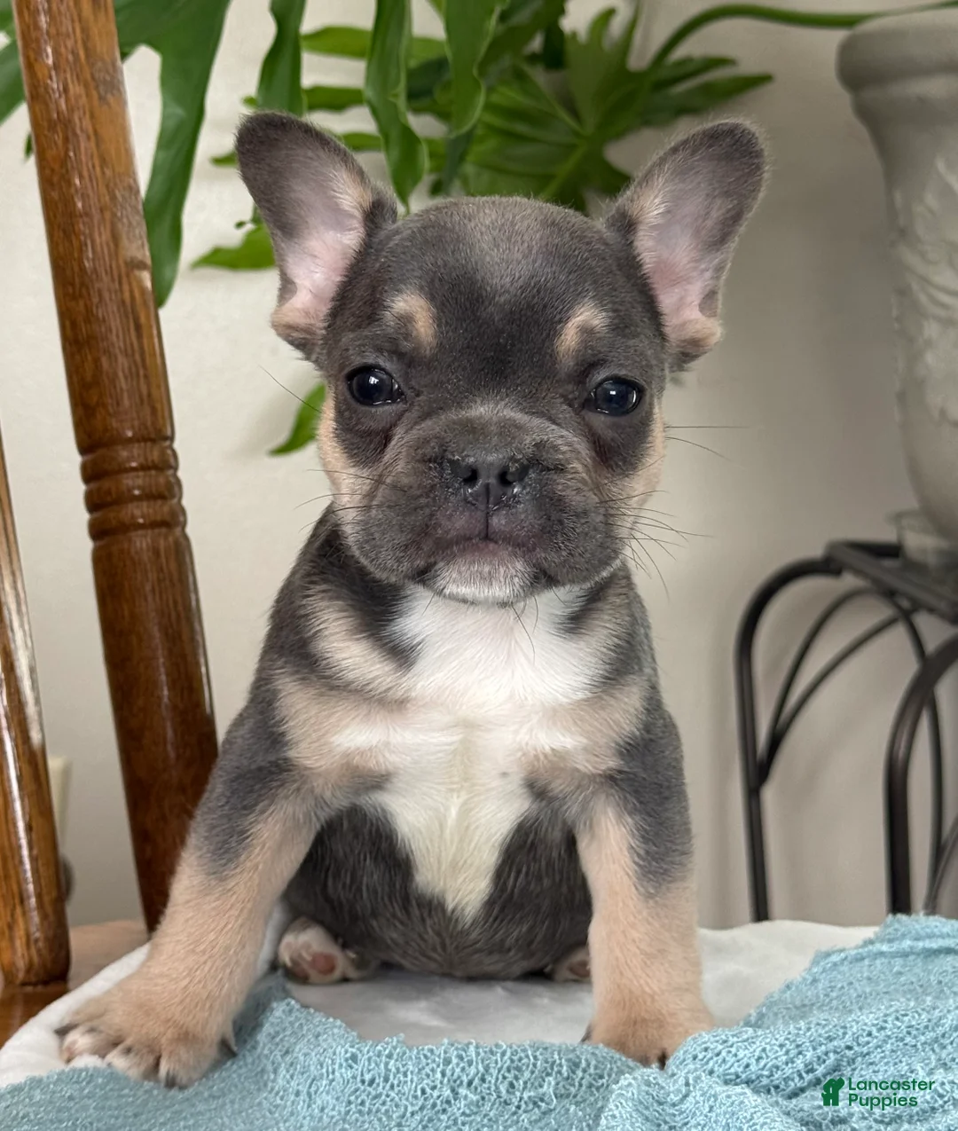 French Bulldog dogs for sale: Wyatt - Ad 8