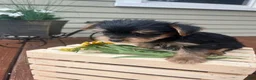 Yorkshire Terrier dogs for sale: Axel - Ad 2