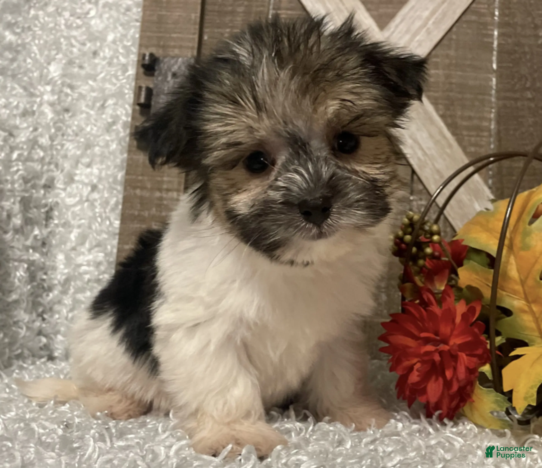 Morkie dogs for sale: Tuffy - Ad 5