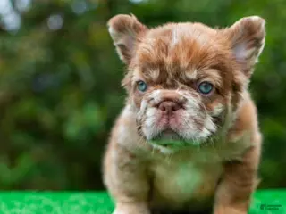 French Bulldog dogs for sale: “CINDERELLA” – Rare Rojo Fluffy Merle in California-USA Delivery - Ad 1